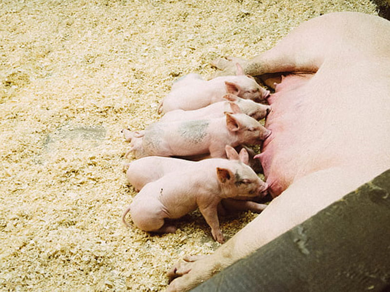 動物疫病快速診斷儀快速、安全、便攜