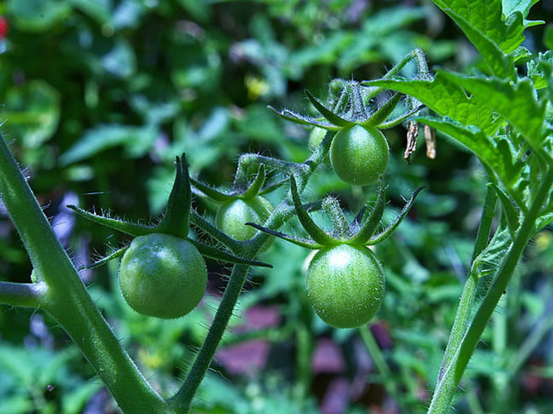 農藥殘留會對身體產生怎樣的危害？