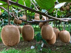 獼猴桃有農藥殘留嗎？