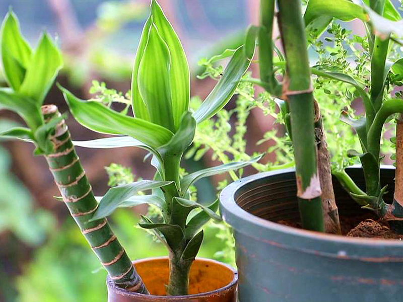 土壤氮、磷、鉀檢測(cè)器