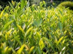 茶葉重金屬銅檢測儀助力茶葉優(yōu)質(zhì)生產(chǎn)