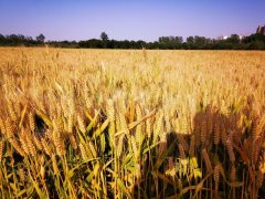 食品快檢儀器：HED-HQM小麥黃曲霉素檢測儀