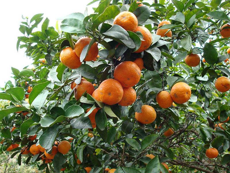 砂糖橘的種植，光照很重要