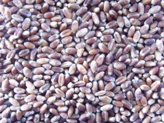 怎樣得知小麥中是否含有重金屬？