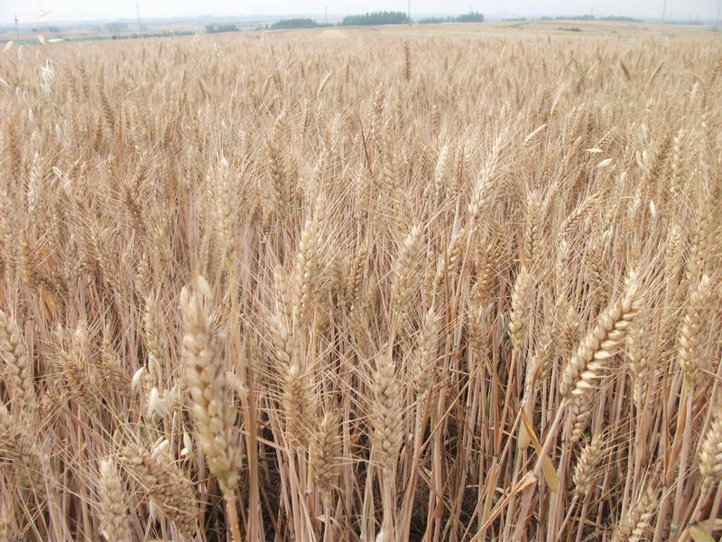 小麥黃曲霉素檢測儀，可為小麥健康助力
