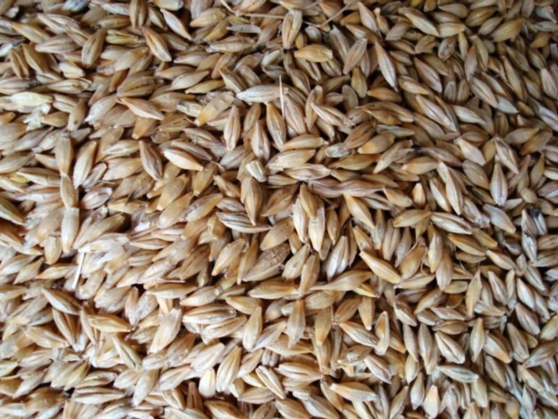 小麥黃曲霉毒素檢測儀快速、安全、便攜