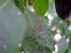 手持式葉面積可無(wú)損測(cè)量葉面積和相關(guān)指數(shù)